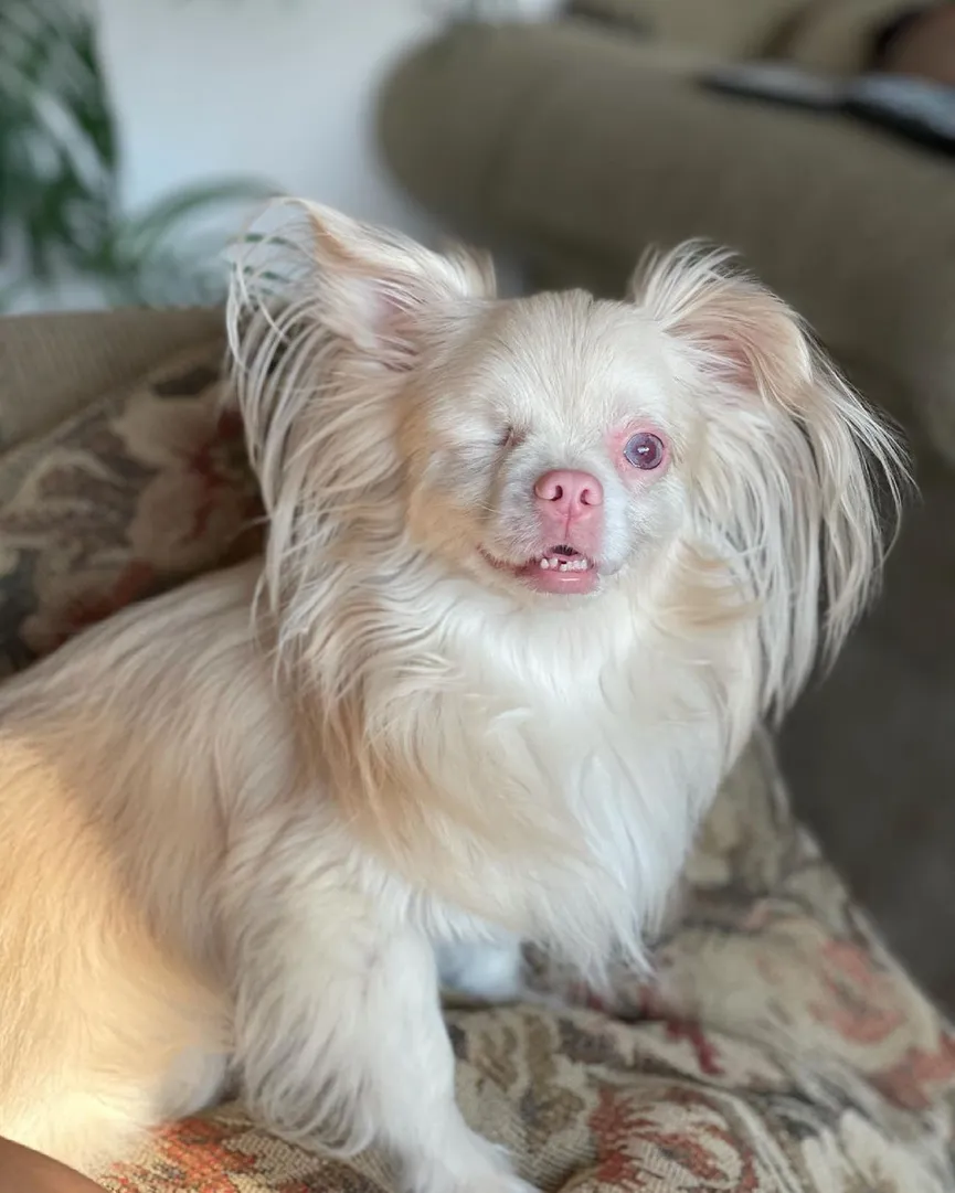 3-dagen oude albino puppy had geen enkele kans om te overleven en dit is hij nu 6