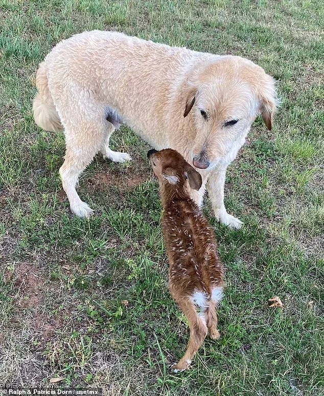 44355497-9697937-Harley_a_six_year_old_Goldendoodle_with_his_new_fawn_friend_that-m-24_1623953629486