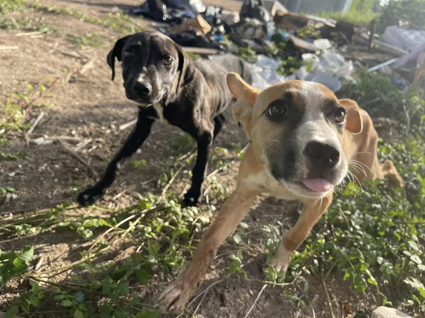 5-year-old boy hugs sweet puppies dumped under a bridge and asks his mother to rescue them 2