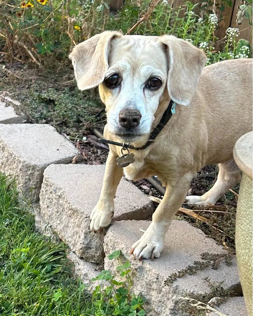 Achtergelaten Beagle met droevige ogen brengt laatste maanden door in liefdevol huis 3