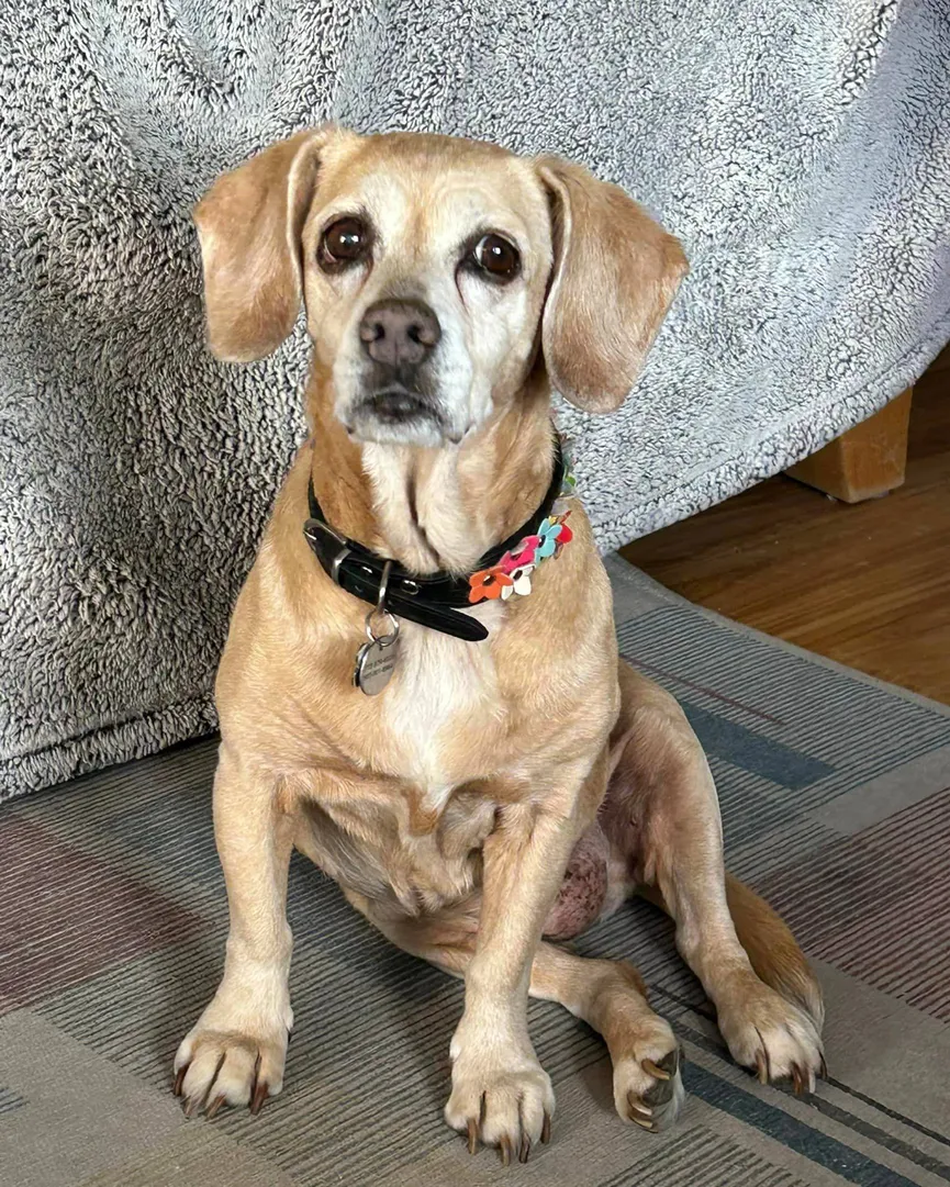 Achtergelaten Beagle met droevige ogen brengt laatste maanden door in liefdevol huis 6