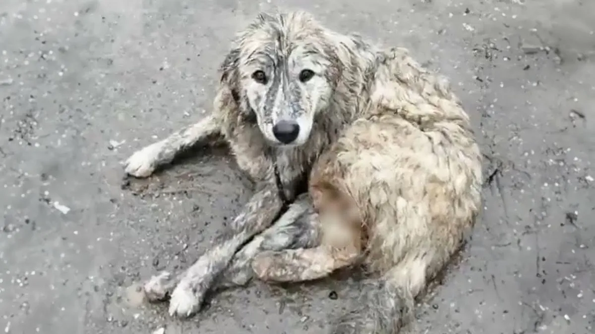 Achtergelaten hond met zware verwondingen krijgt eindelijk een thuis dat ze verdient 1