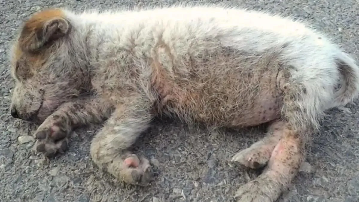 Arme puppy gevonden terwijl ze midden op de weg lag te slapen krijgt de hulp die ze nodig heeft 1