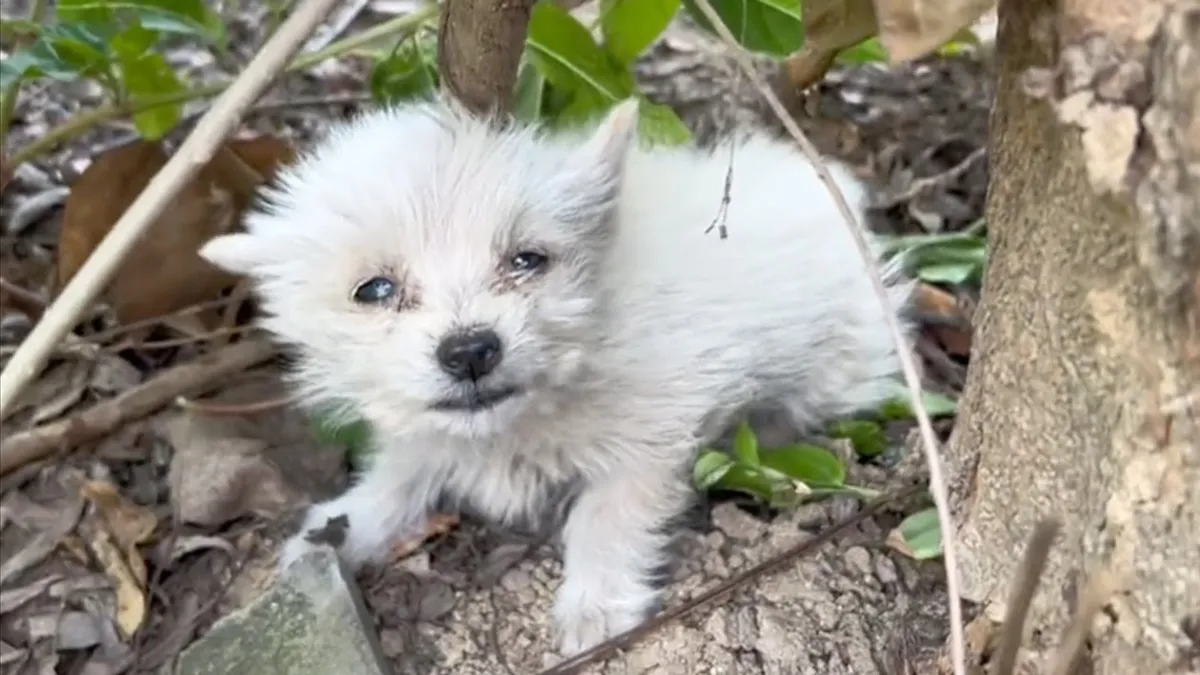 Arme puppy helemaal alleen huilt uit wanhoop totdat aardige mensen hem redden 1