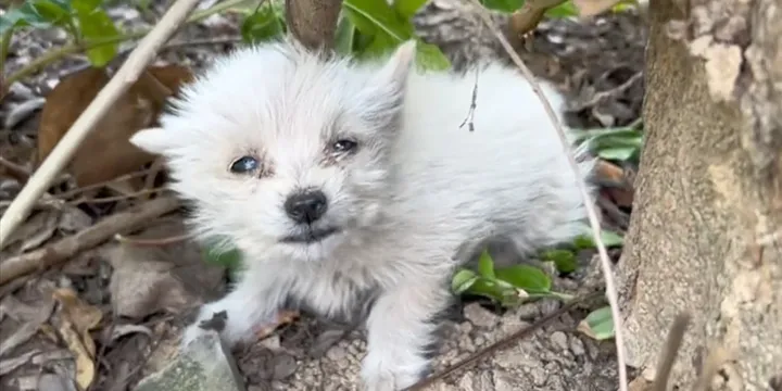 Arme puppy helemaal alleen huilt uit wanhoop totdat aardige mensen hem redden 1