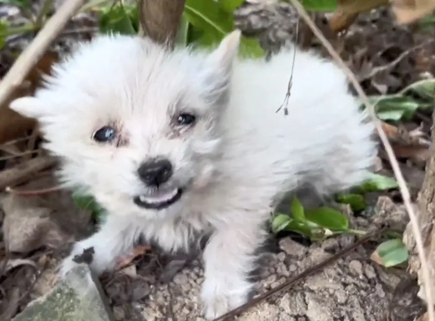 Arme puppy helemaal alleen huilt uit wanhoop totdat aardige mensen hem redden 2