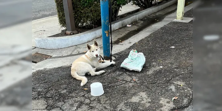 Beautiful white husky sat tied to pole for days until people with good hearts rescued him 1