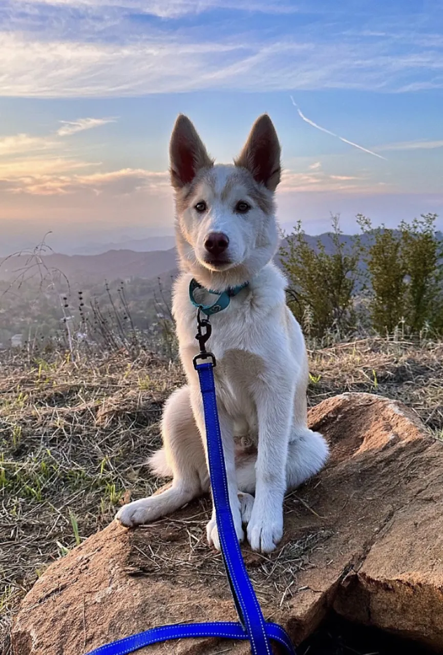 Beautiful white husky sat tied to pole for days until people with good hearts rescued him 4