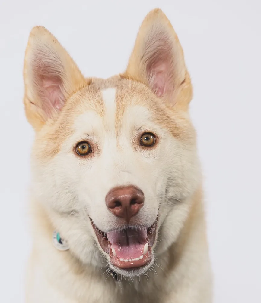 Beautiful white husky sat tied to pole for days until people with good hearts rescued him 6