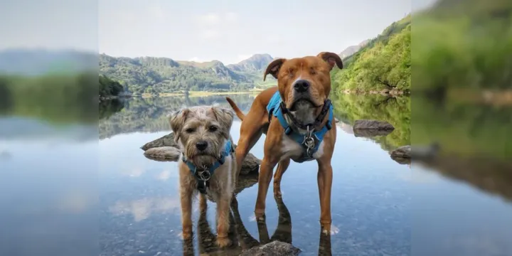 Blind Dog Finds A Guide And They Are Best Friends For Life 1