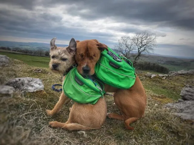 Blind Dog Finds A Guide And They Are Best Friends For Life 4