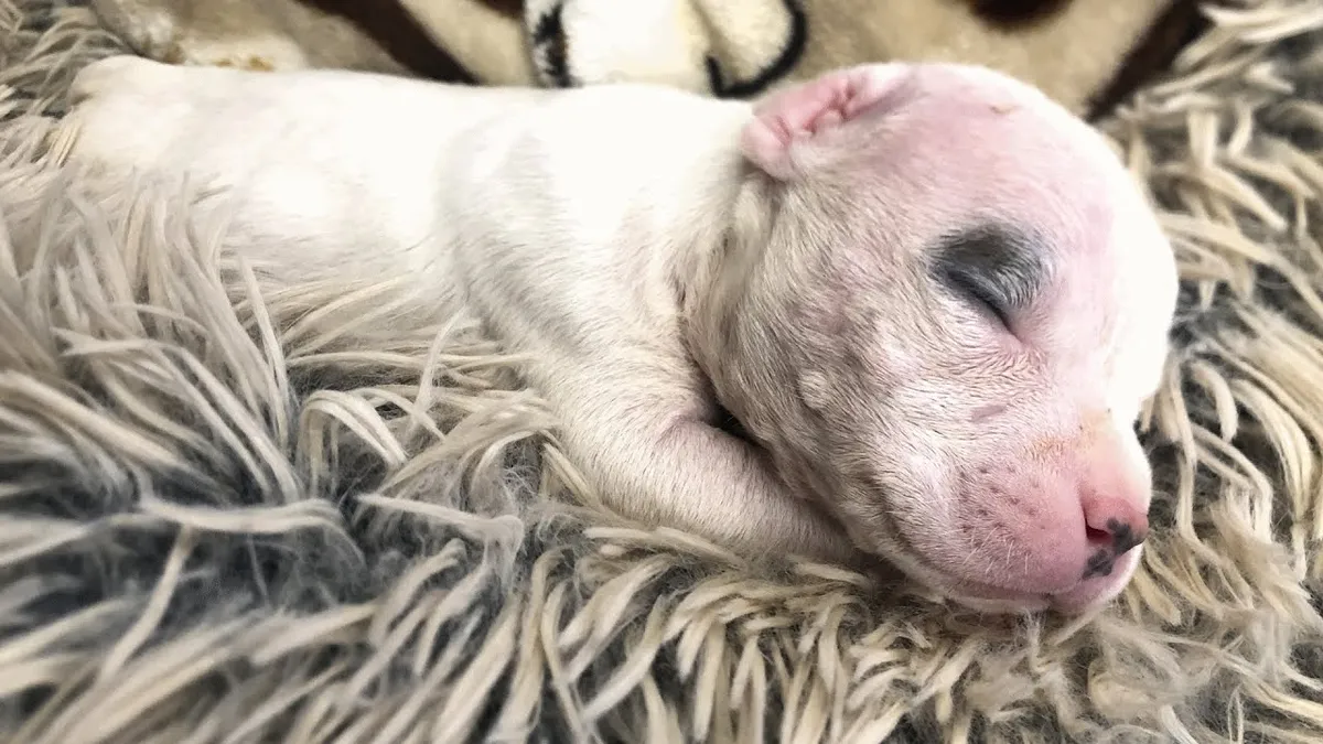 Blinde puppy werd bijna ingeslapen, maar een man met een goed hart voorkwam dat 1