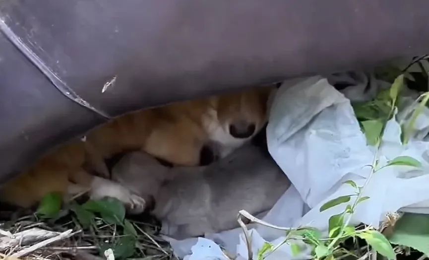 Caring Mother Dog Brings Puppy To A Man And Begs For Help 4