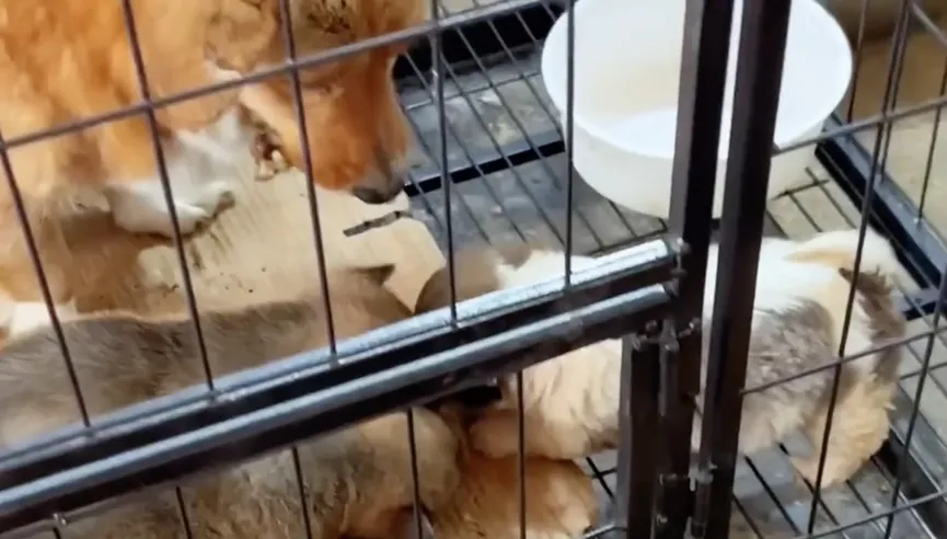 Caring Mother Dog Brings Puppy To A Man And Begs For Help 8