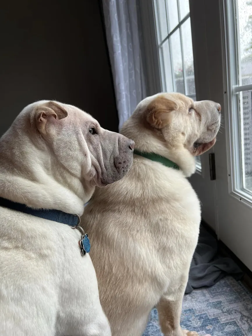 Couple adopts shelter dog and discovers he is their dog's long-lost brother 5