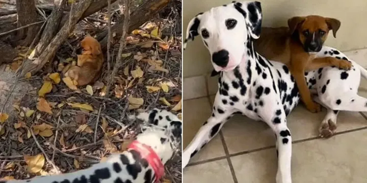 Dalmatiër redt doodsbange puppy achtergelaten in het bos 1