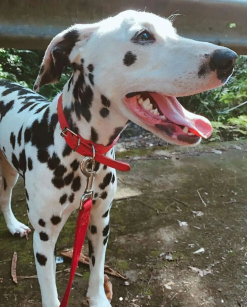 Dalmatiër redt doodsbange puppy achtergelaten in het bos 2