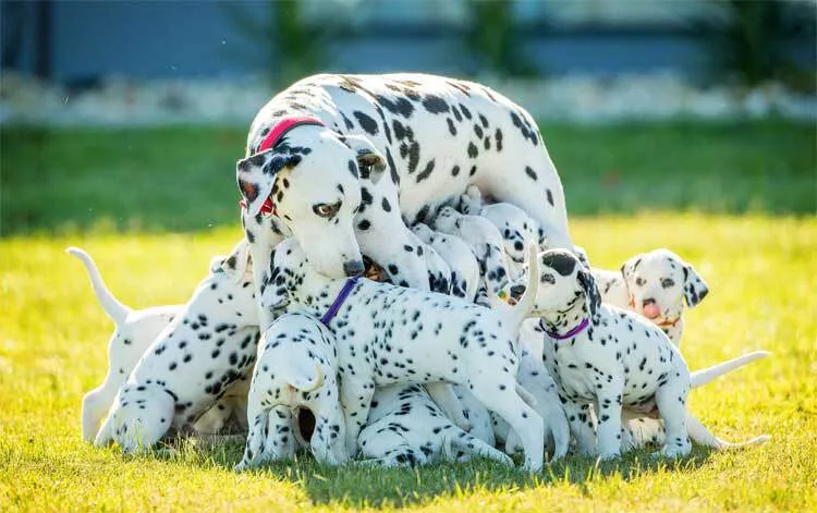 Dierenarts zegt dat dalmatiër 3 puppy's krijgt, maar hond bevalt van 18 pups 10-resized