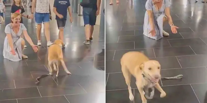 Dog Couldn’t Stop Dancing When Seeing His Grandparents And It Was Moment Of Pure Joy 1