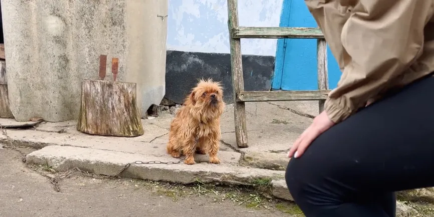 Dog On Chain Begs Rescuers Not To Take Away Her Little Puppy 2