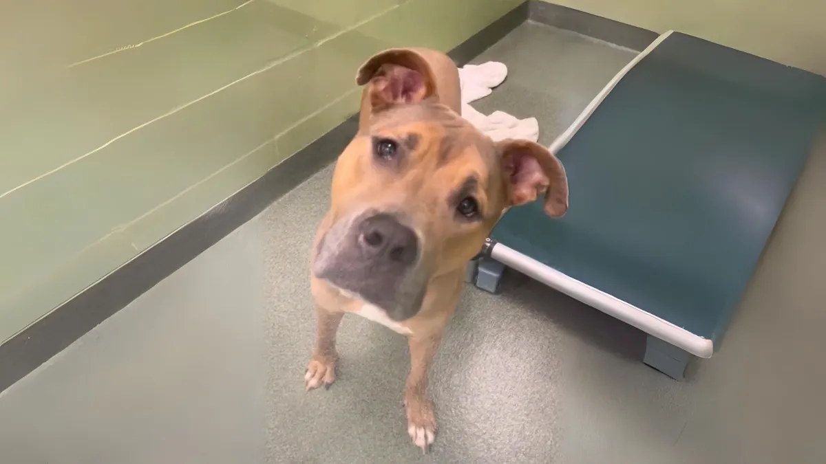 Devastated Dog Surrendered to Shelter Due to Family Allergies