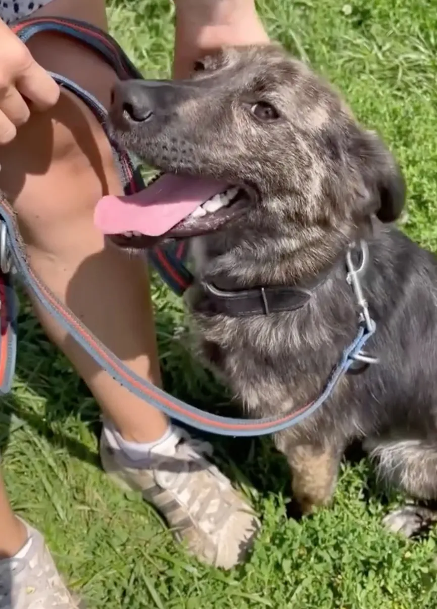 Dog tied to short chain refuses to let go of rescuer's hand 7