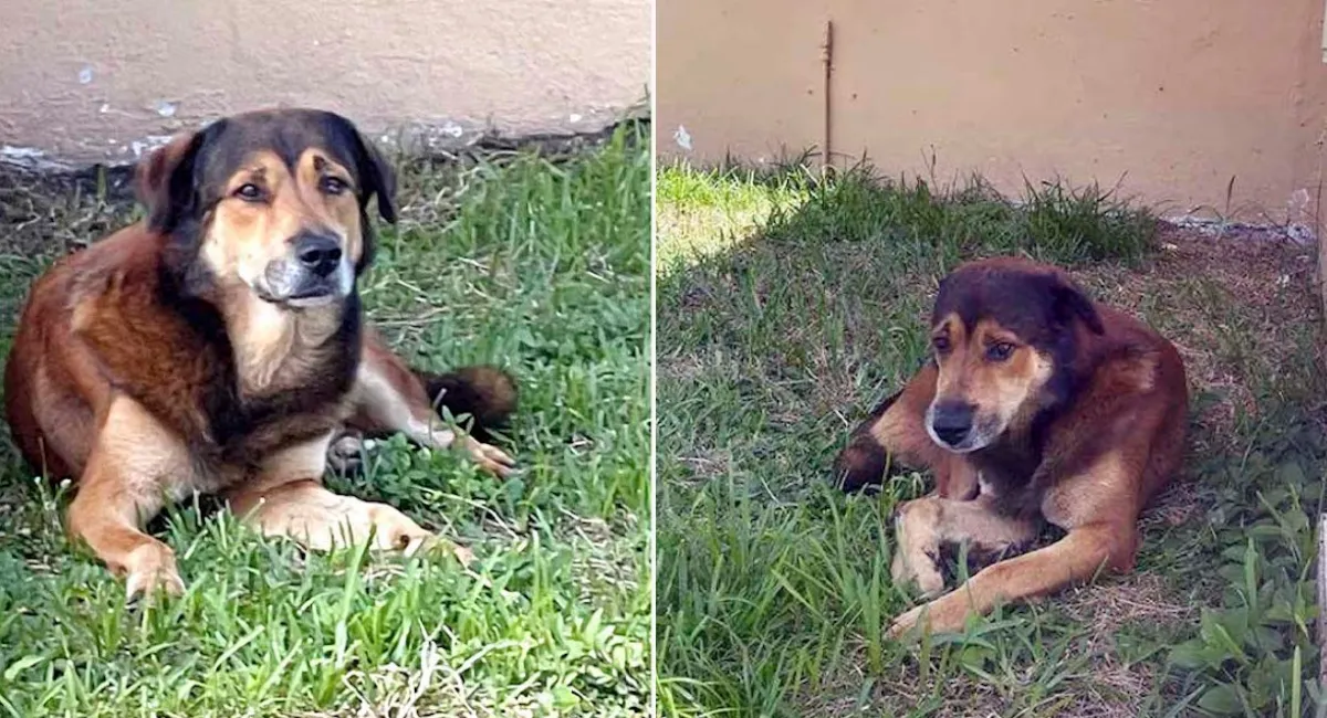 Dog Waits Outside Home Owner For Weeks - Not Realizing They Abandoned Him