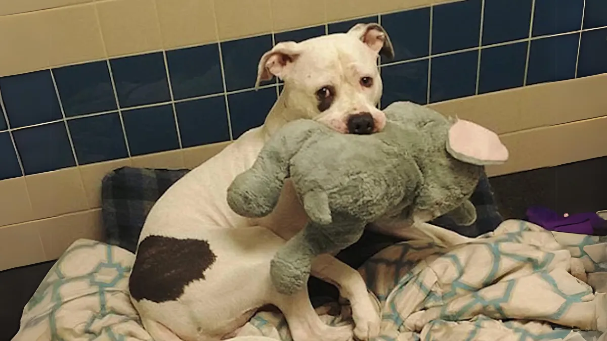 Dog who was nearly euthanized won't let go of his stuffed animal 1