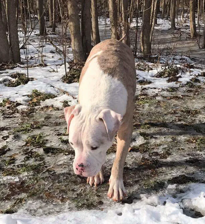 Dove hond die 1000 keer door bijen is gestoken, is nu eindelijk dolgelukkig 6