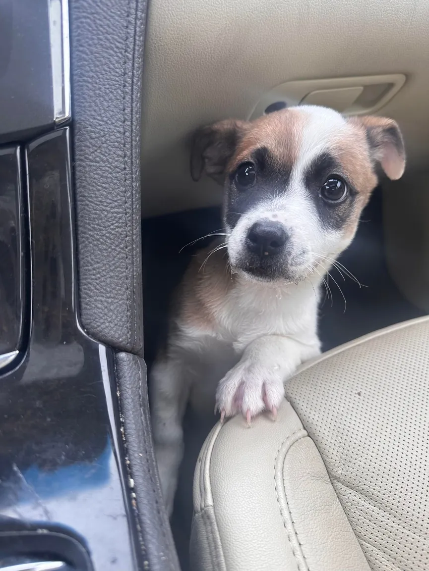 Driver deeply saddened as he looks out window and sees small dog tied to tree 4