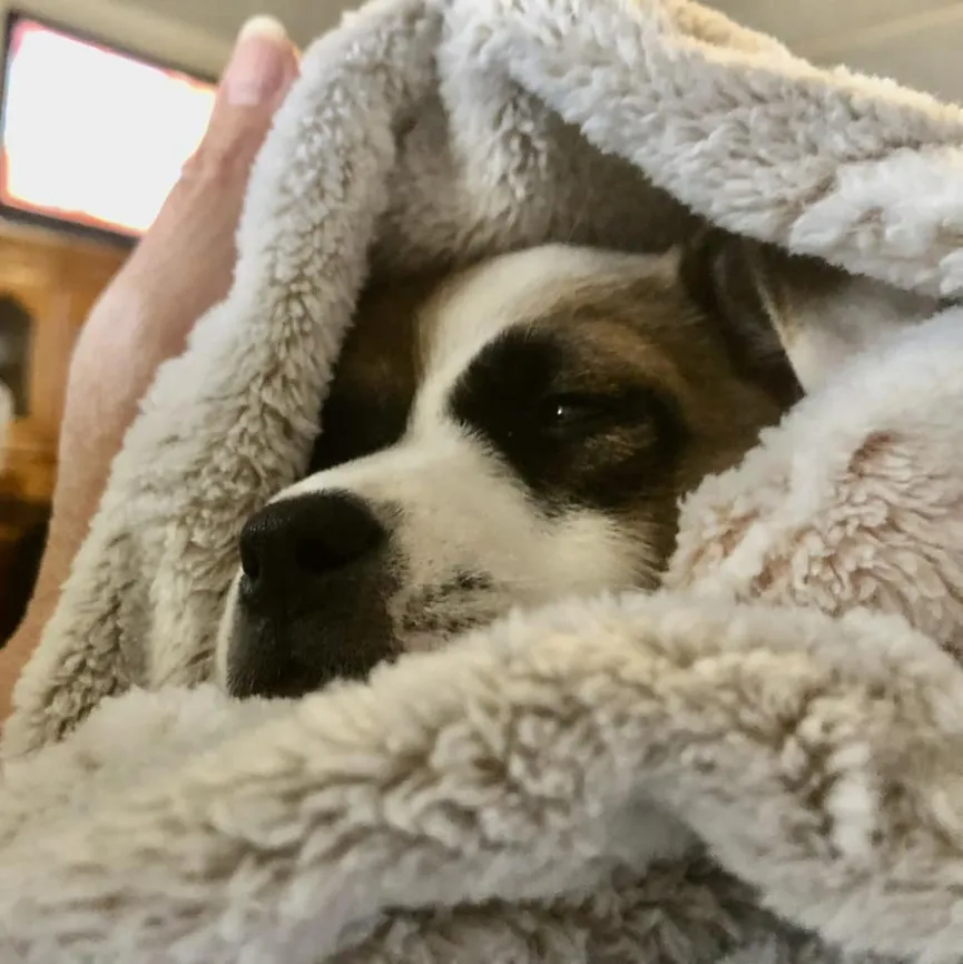 Driver deeply saddened as he looks out window and sees small dog tied to tree 5