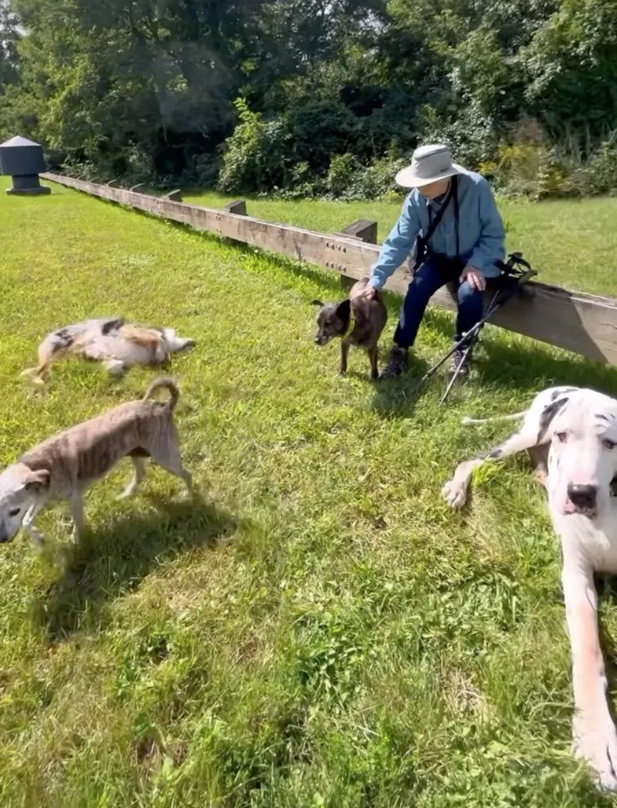 Duitse Dog adopteert oma nadat haar man is overleden 7