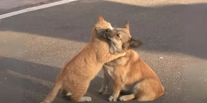 Een zwerfkat troost een achtergelaten hond terwijl hij op zijn baasje wacht 1