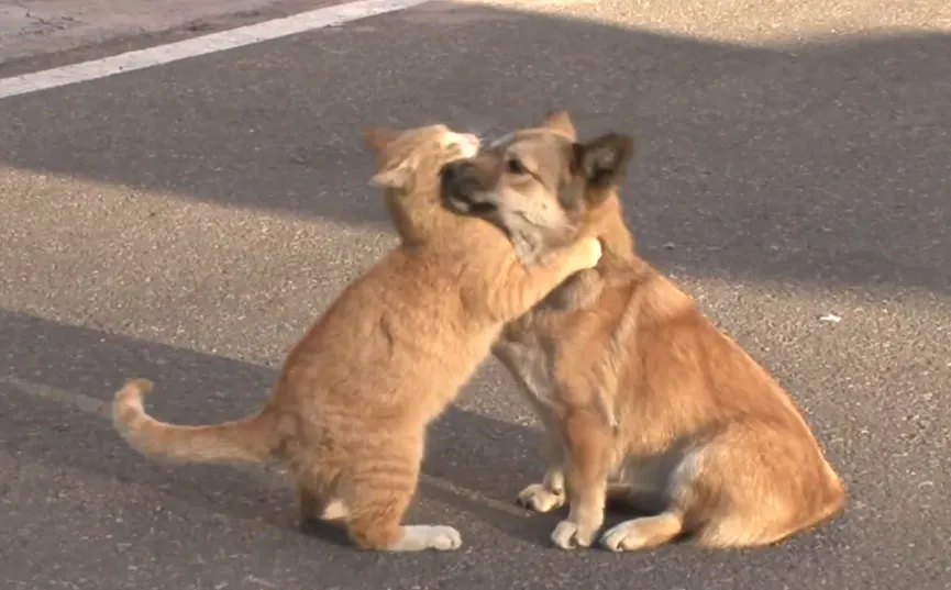 Een zwerfkat troost een achtergelaten hond terwijl hij op zijn baasje wacht 4