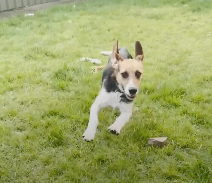 Fearful dog did not even dare to look at his new owners until he realizes he is finally safe 6