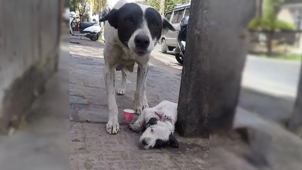 Frightened Mother Dog Calls For Help So Someone Can Rescue Her Injured ...