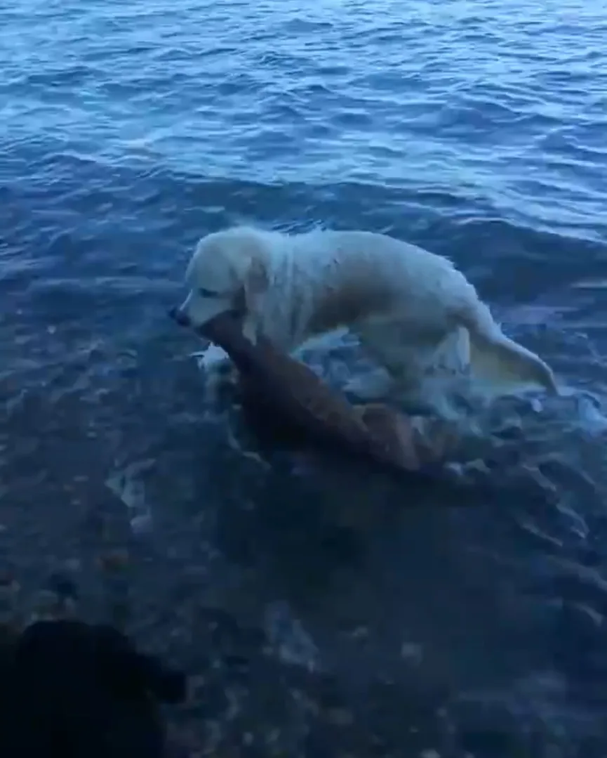 Golden Retriever redt een jong hertje van verdrinking en blijft voor hem zorgen 4