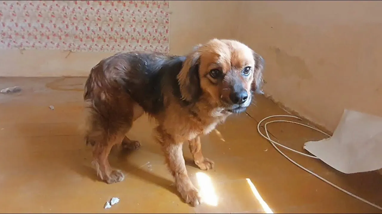 Heartbroken Dog Refuses To Leave House After Owner Dies