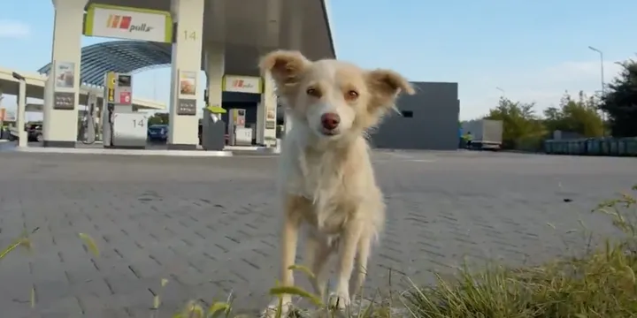 Hond gered bij benzinestation slaapt voor het eerst in een bed 1