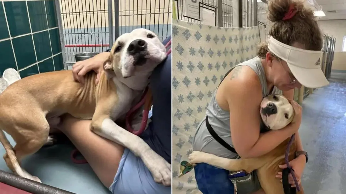 Dog From Shelter Hugs Everyone He Meets Hoping They ll Adopt Him dog-from-shelter-hugs-everyone-he-meets-hoping-they-ll-adopt-him
