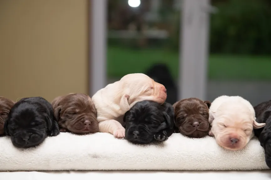 Labrador krijgt zeldzaam nest puppy's van drie verschillende kleuren 4