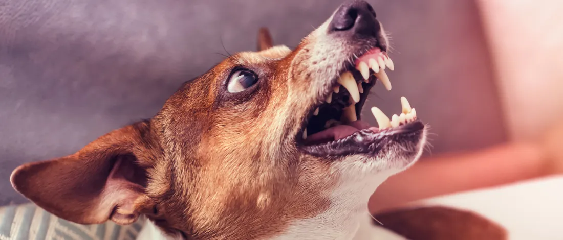 Puppy Play Tips to Limit Biting and Growling