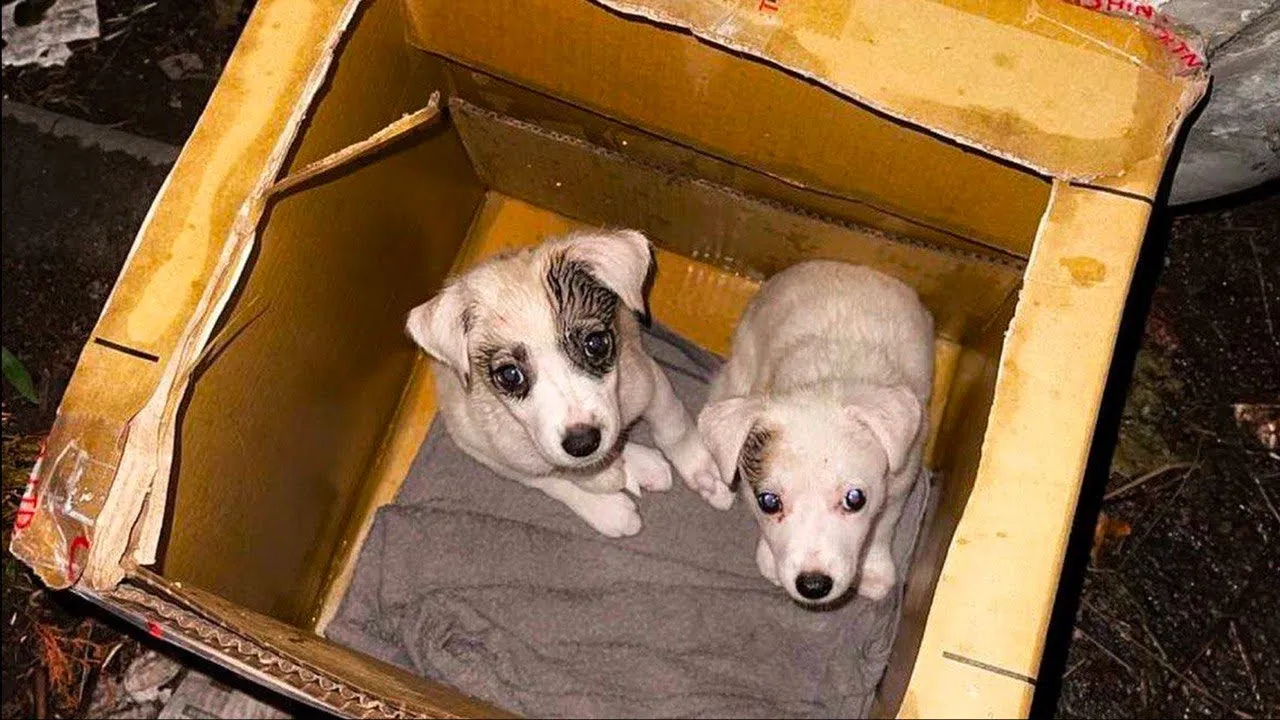 Little Puppies Left In Cardboard Box Next To Dumpster, But Then Someone ...