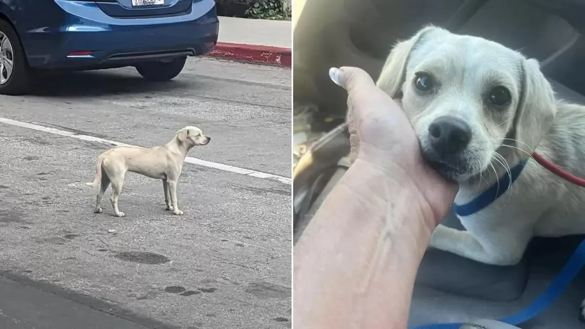 Loyal dog waits days outside hospital for her owner who doesn't come