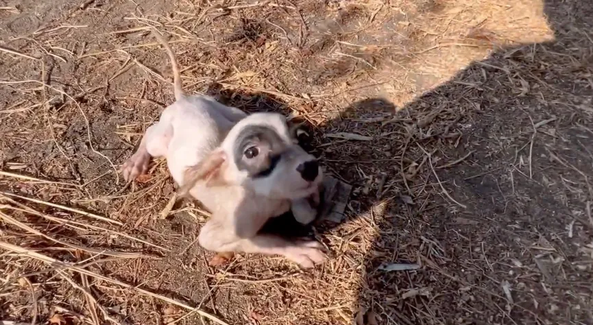 Man komt lieve zwerfpup tegen en geeft haar een gouden mandje 2