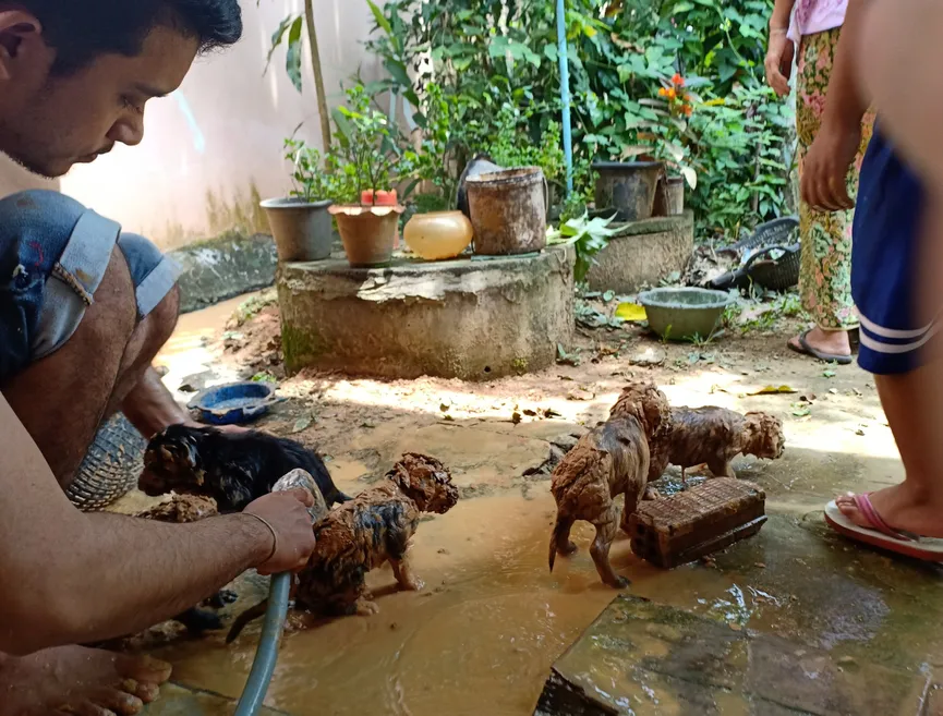 Man vindt 5 modderballen in een put en komt erachter dat het schattige puppy's zijn 5