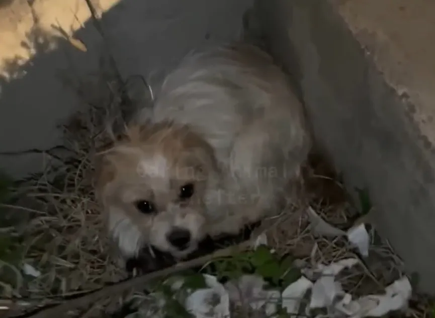 Mother dog holds her pups in her mouth and begs strangers for help 3