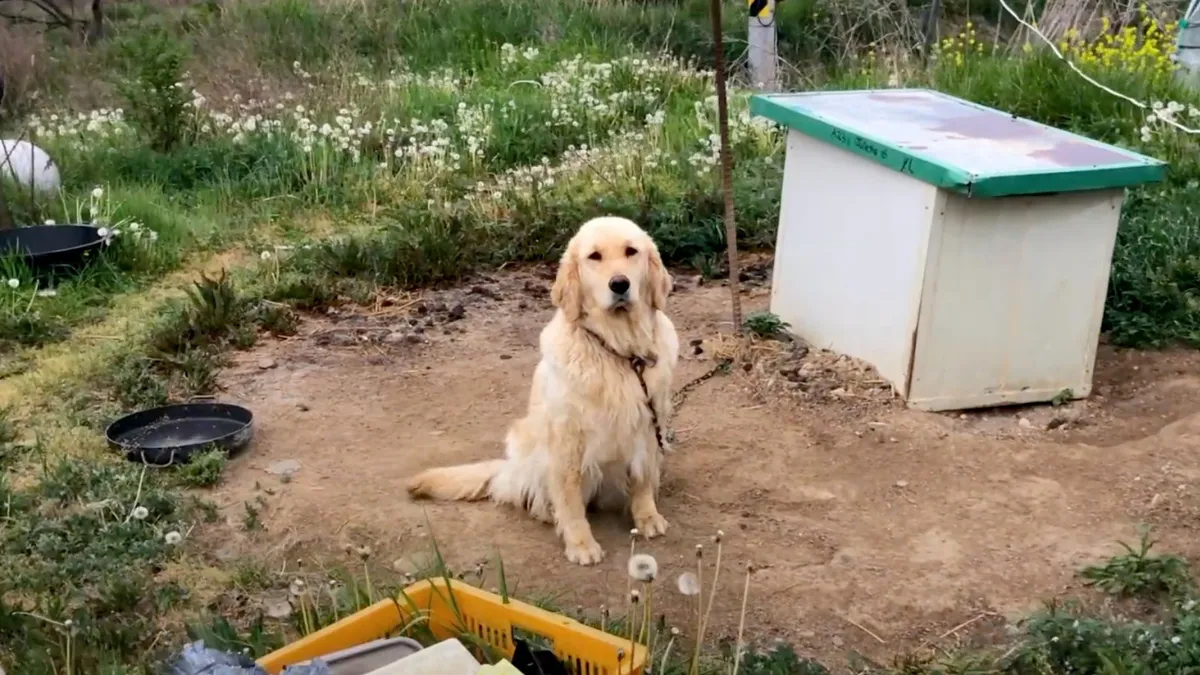 Neglected dog tied to chain never experienced love until someone rescued her 1