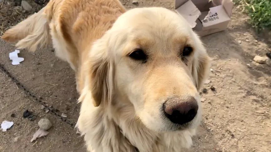 Neglected dog tied to chain never experienced love until someone rescued her 3