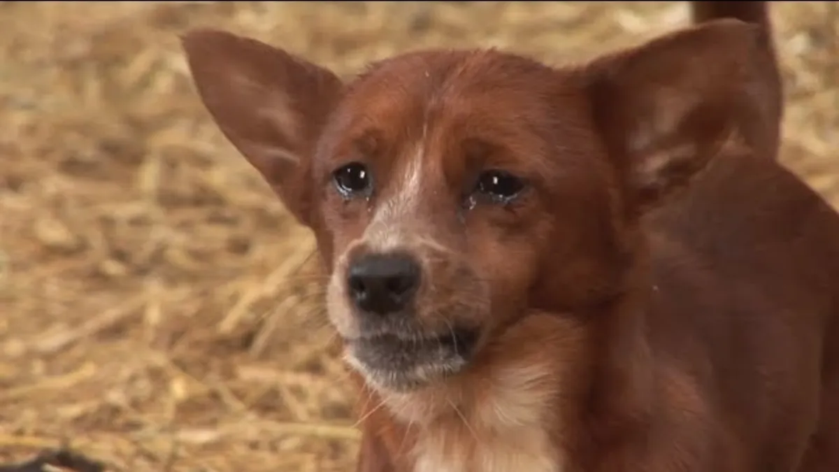 Orphan Dog Is Devastated When Separated From This 'mama' Cow Who ...